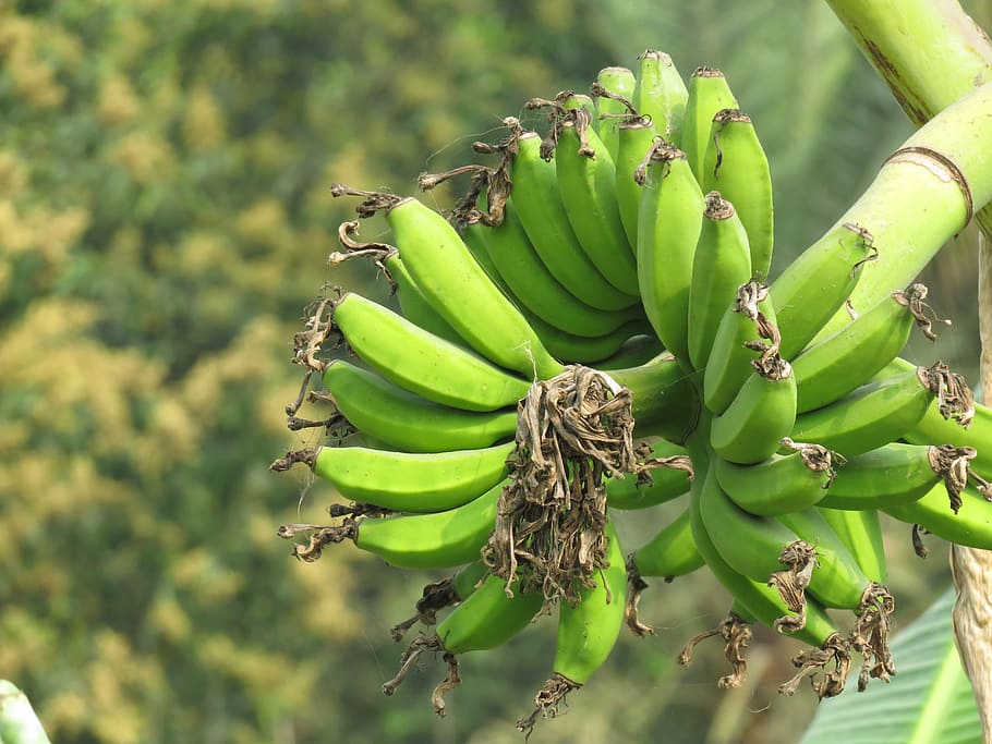 banana, green banana, green, fruit, fresh, healthy, plant, tree, natural, nature