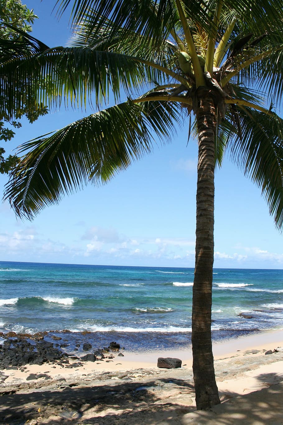 Hawaii, Kauai, Palm Tree, Tropical, nature, landscape, pacific, coastline, ocean, sea