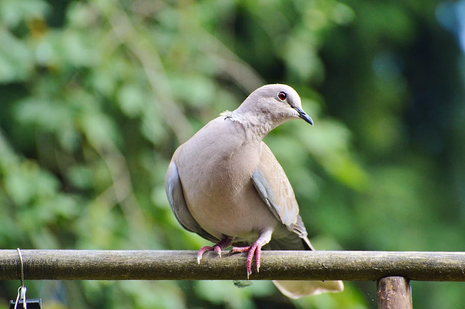 dove, bird, street deaf, city pigeon, animal, feather, poultry, nature, collared, animal wildlife