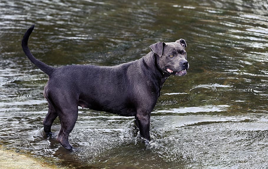 dog, river, mammal, summer, river-dog, animal-photography, pet, animal, canine, dog-breed