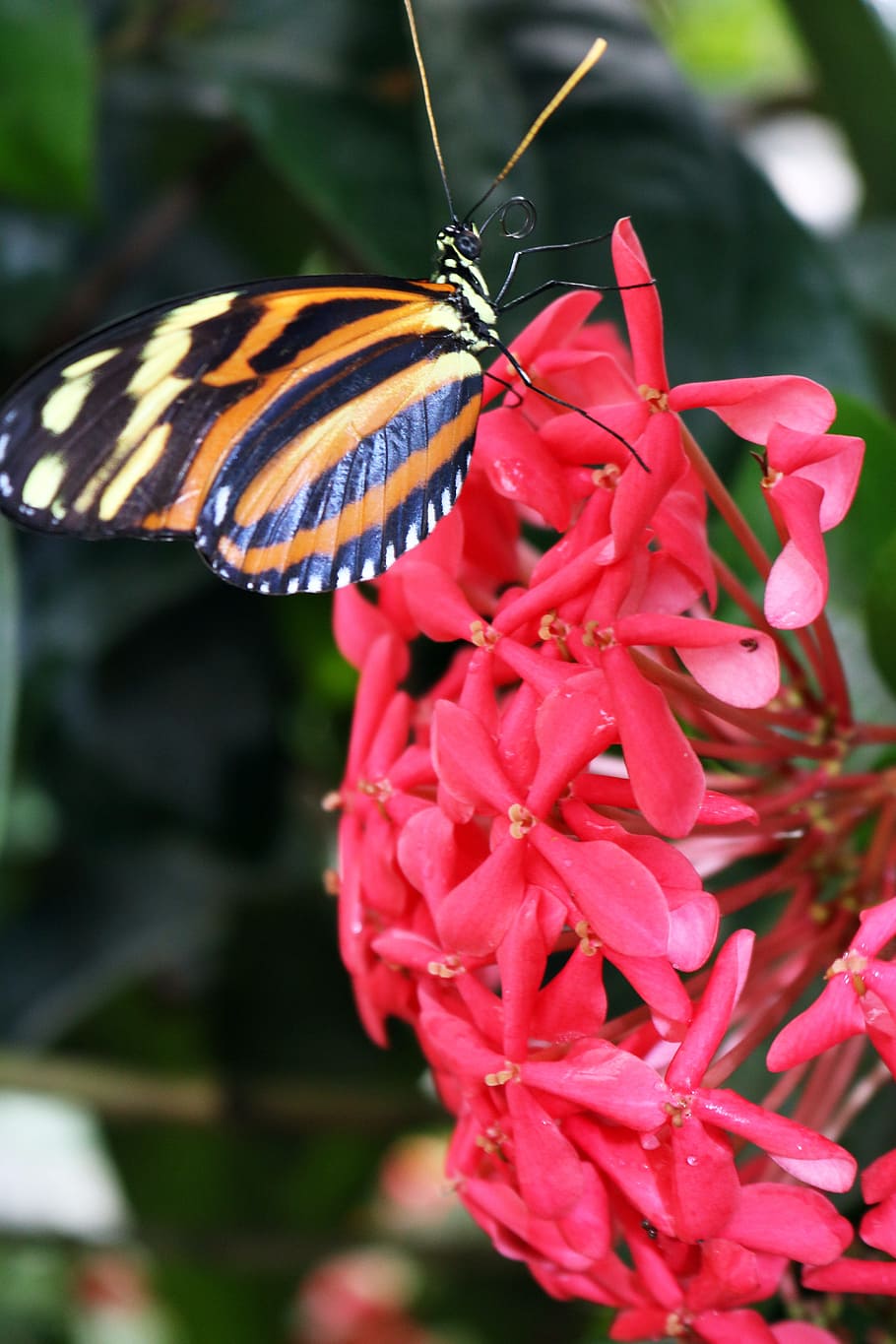 butterfly, yellow, orange, branch, leaf, leaves, green, black, pink, nature