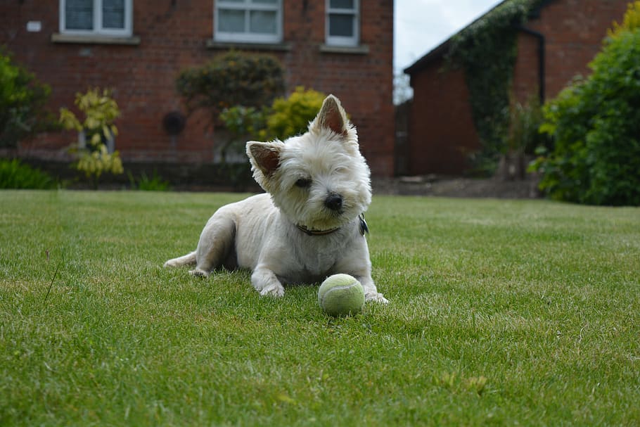 Cairn Terrier, terrier, perro, verano, jardín, hierba, verde, cachorro, lindo perro, perro con pelota