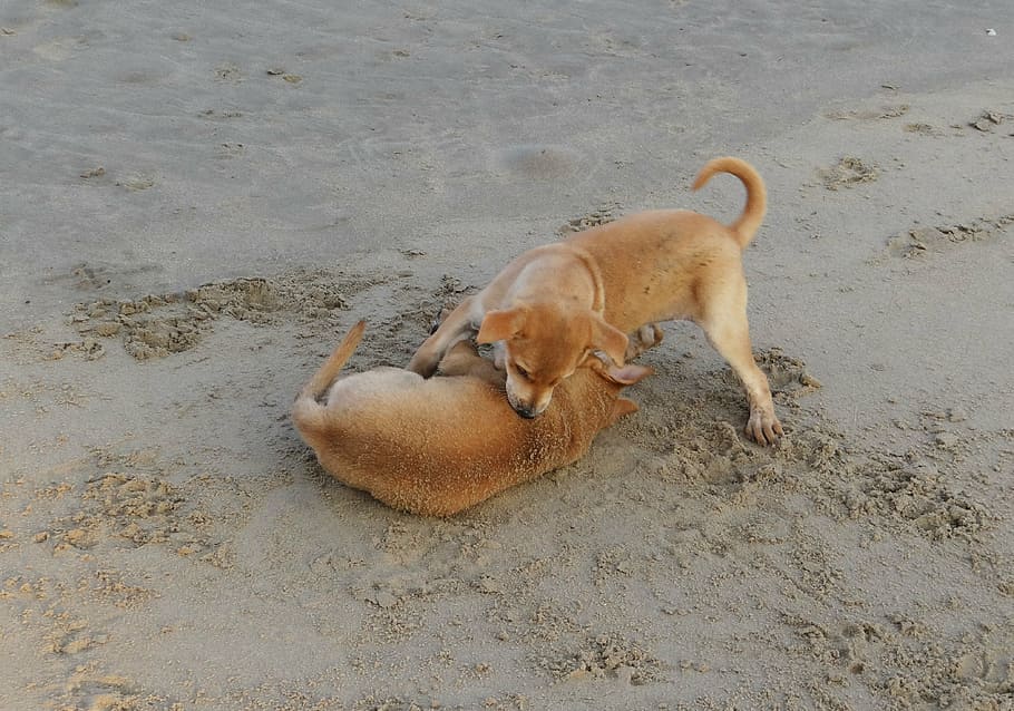 puppy, beach, sand, playing, pet, dog, animal, canine, cute, mammal
