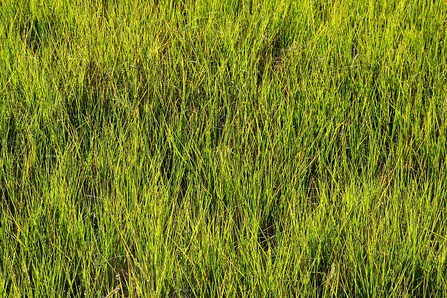 swamp grass, wetland, swamp, nature, grass, landscape, marsh, moor, environment, wilderness
