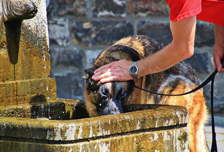dog, schäfer dog, animal, thirst, drink, fountain, stroke, love for animals, human, arm