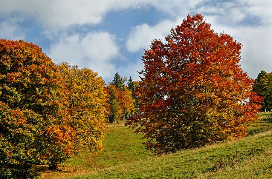 緑, 葉の木, 昼間, 秋, 秋の森, 木, 秋の紅葉, 落葉樹, 葉, 色鮮やかな葉