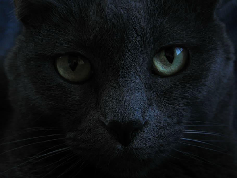 cara de gato, gato, gato preto, olhos verdes, domésticas, animal de estimação, felino, preto, gatinho, olhos