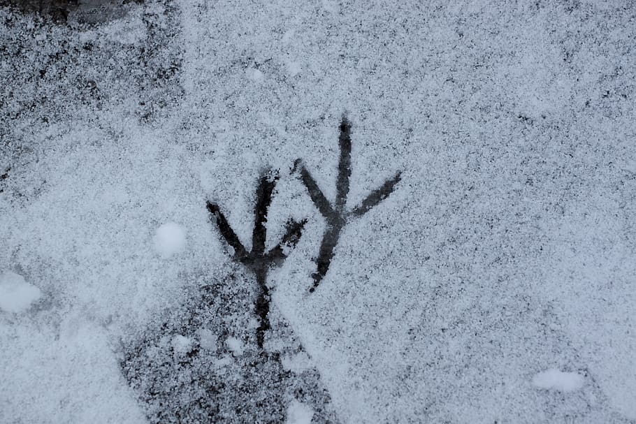 nieve, invierno, frío, rastro, cuidadosamente, seguimiento en la nieve, papel pintado, textura, pájaro, temperatura fría