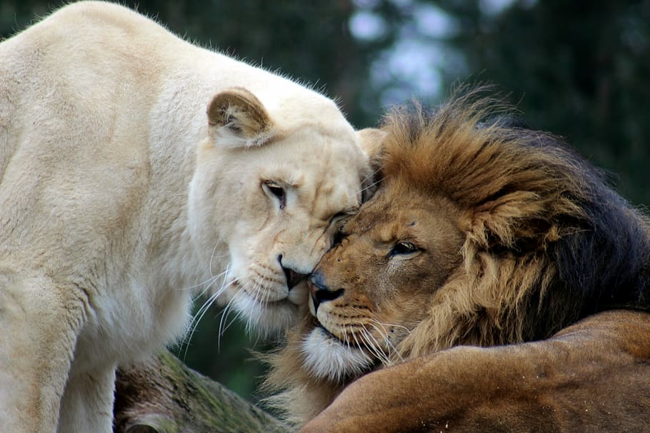 brown, lion, white, lioness photo, male, lioness, cat, animal world, big cat, lion females