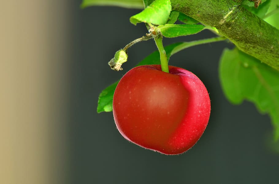 superficial, fotografía de enfoque, rojo, manzana, manzana roja, árbol, manzano, jardín, fruta, fotos