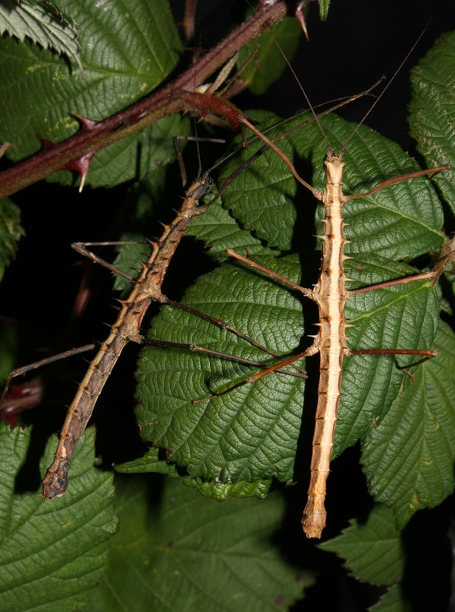 acanthomenexenus polyacanthus, insect, Insect, acanthomenexenus polyacanthus, stick insect, walking stick, ghost insect, bug, camouflage, leaves, fauna