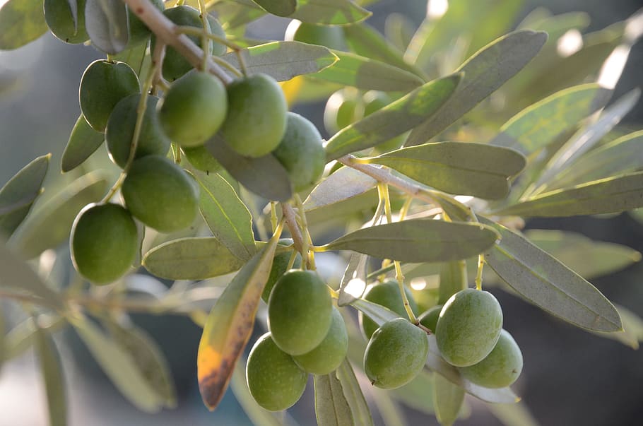 olives, oil, oliva, fruit, mediterranean, branch, vegetale, leaves, green, nature