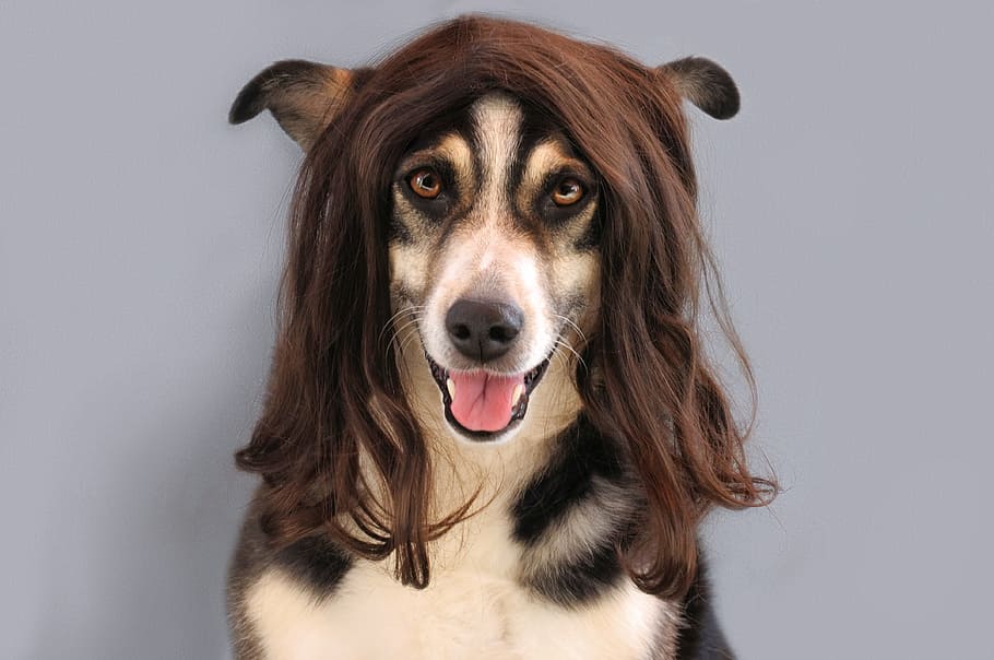 Dog, Portrait, Black, White, Wig, black, white, smiling, pet, hair, funny