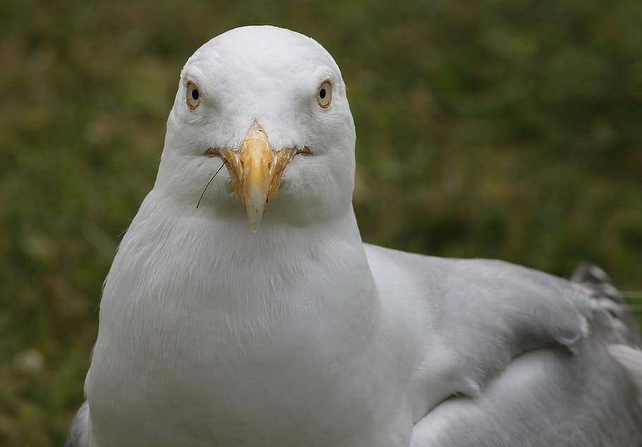 seagull, close up, view, head, seevogel, water bird, charadriiformes, laridae, bird, sea