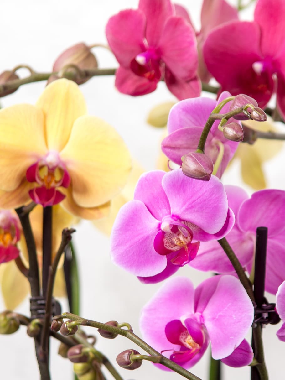 orquídea, phalaenopsis, orquídea borboleta, tropical, rosa, flor, planta, branco, rainha das flores, macro