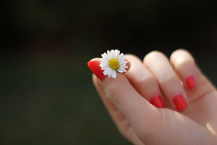 orang, memegang, bunga daisy, tangan, daisy, bunga, jari, kuku, dipernis, manis