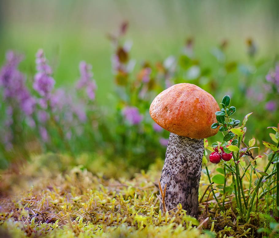 red, brown, mushroom, daytime, mushrooms, forest, litter, autumn, nature, growth