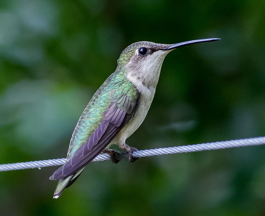 selective, focus photography, green, black, hummingbird, trochilidae, bird, animal, nectar, feather