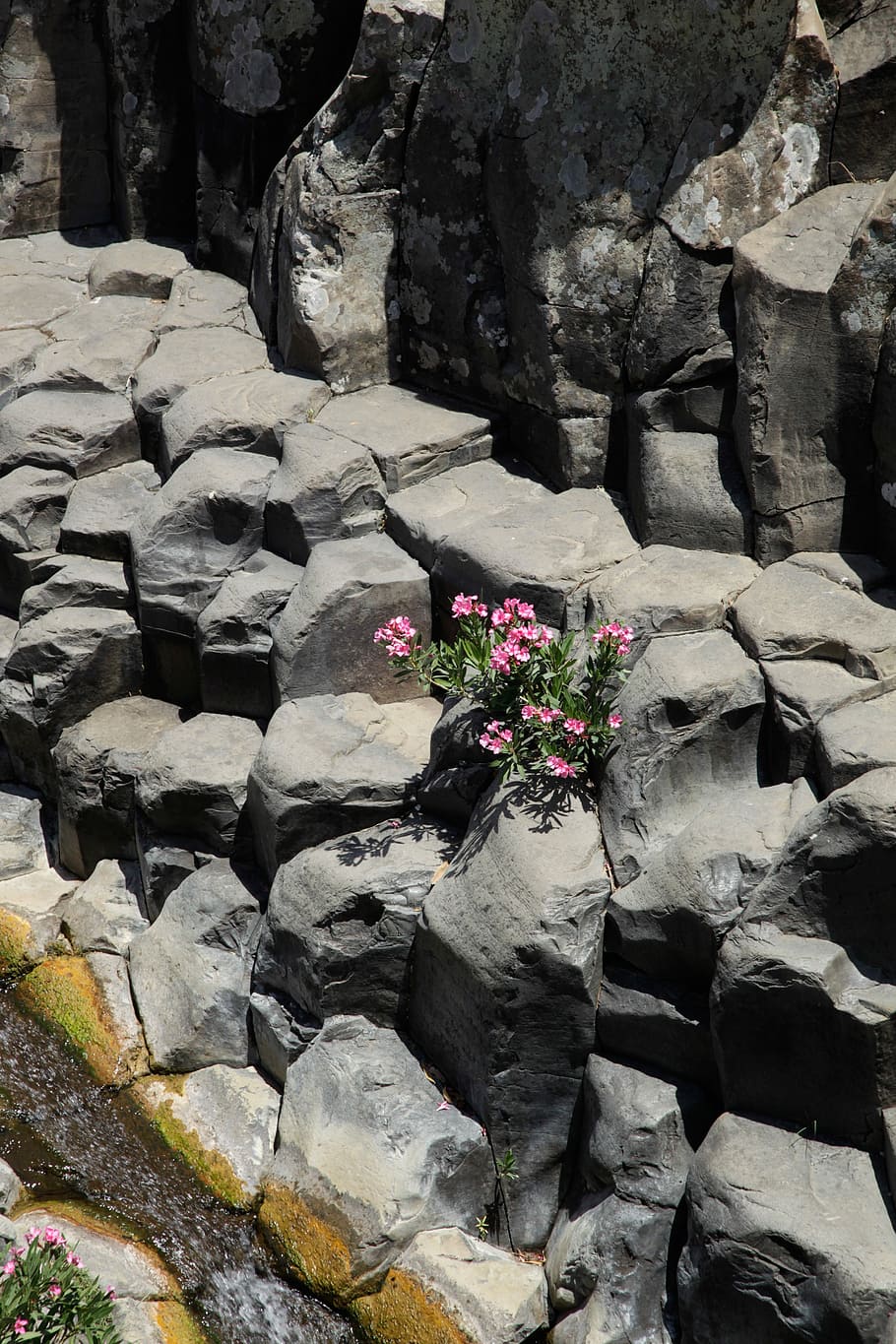 Nature, Rock, Bach, Water, Stone, rock - object, flower, day, marble, outdoors