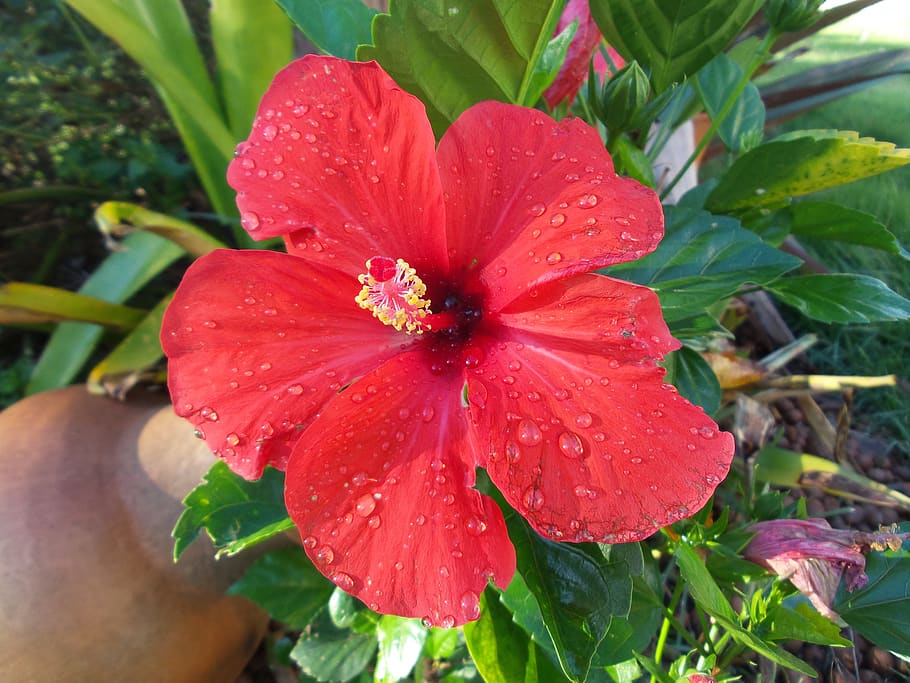 hibiscus, red flower, garden, wake up, life, passion, plant, flower, beauty in nature, fragility