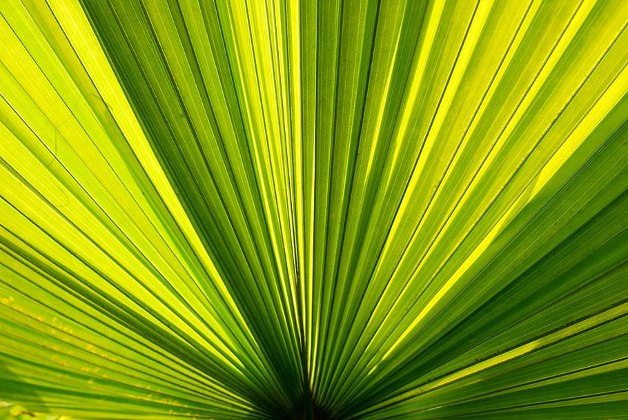 closeup, fan palm, palm trees, palm leaves, palm, green, leaf, plant, background, natural