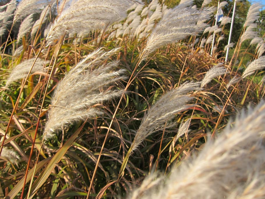 nature, grass, flora, field, outdoors, season, straw, beautiful, growth, fall