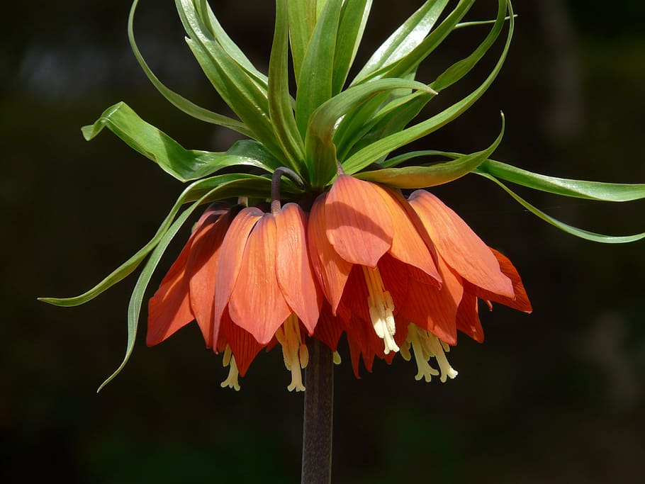 imperial, crown, Imperial Crown, Fritillaria Imperialis, fritillaria, lily family, liliaceae, toxic, herbaceous plant, plant