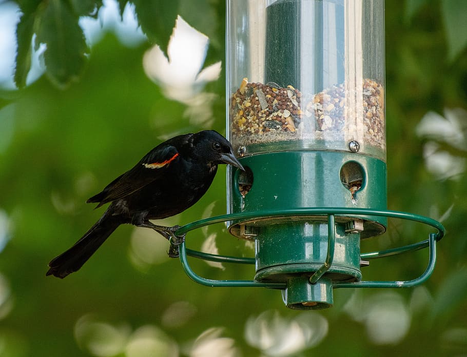 bird feeder, bird, birdwatching, feeder, nature, garden, red wing black bird, animal themes, animal, animal wildlife