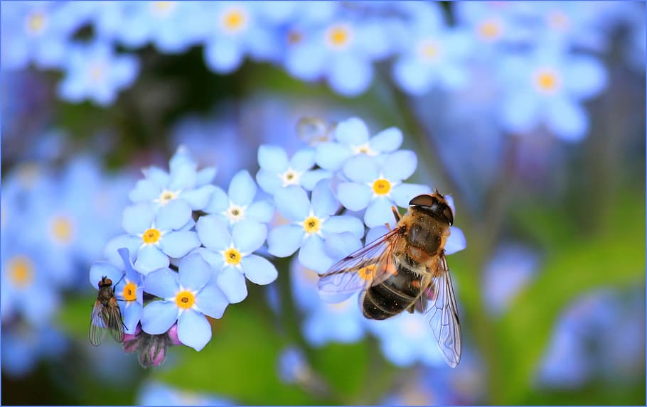 macro photography, two, flies, flowers, forget me not, hoverfly, fly, flower, blossom, bloom