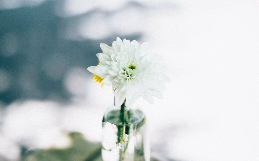 close-up photo, white, petaled flower, flower, petal, bloom, garden, plant, nature, autumn