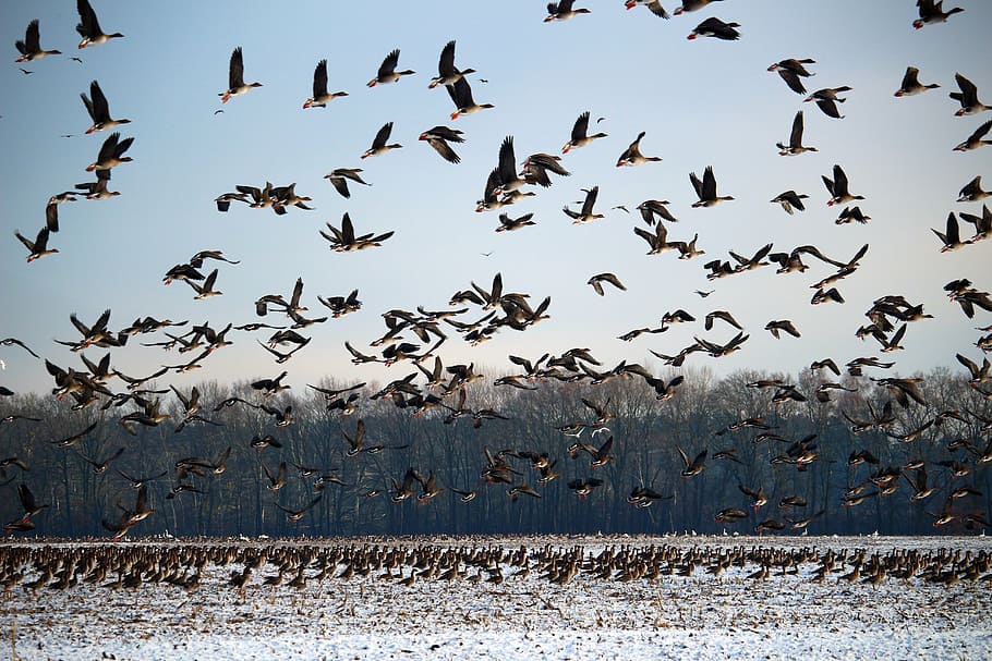 wild geese, winter, snow, migratory birds, swarm, geese, birds, wild goose, bird, water bird