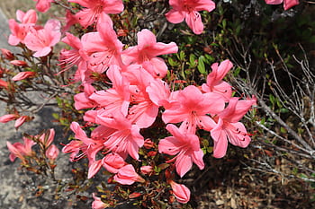 Página 6 | Fotos flor de azaleas libres de regalías | Pxfuel