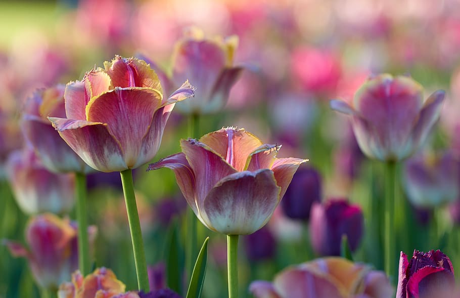 Tulipanes, fondo, flor, Pétalos, naturaleza, jardín, primavera, florecer, flora, campo