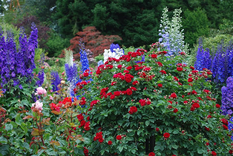 red, purple, flowers, bloom, butchart, garden, flower, nature, gardening, tourism