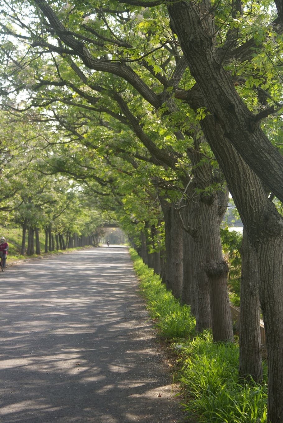 neem tree, woods, trees, country lanes, tree, plant, nature, direction, road, outdoors