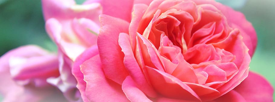 rosa, rosas, florecer, cerca, foto, flor, rosa roja, rojo, rosa flor, planta