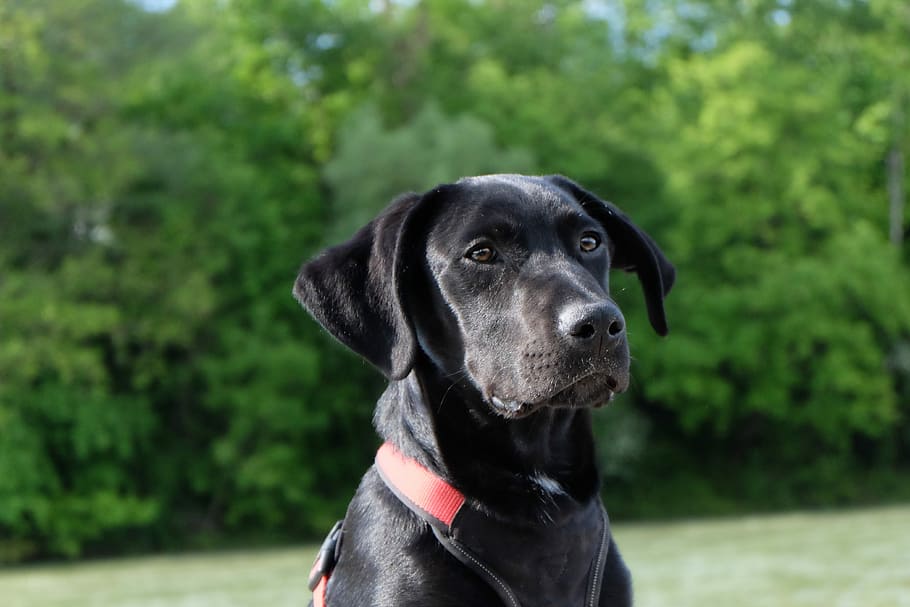 Dog, Black, Labrador, Young, Puppy, black, labrador, young dog, wanted, profile, pretty