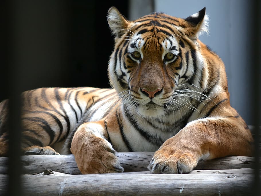 closeup, brown, white, black, tiger, predator, stripes, webster city zoo, animal, striped
