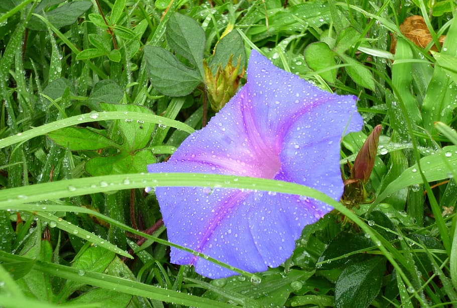 flower, drops, nature, plant, green, rain, water, leaves, grass, wet