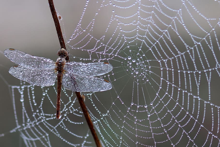 selective, focus photography, grey, dragonfly, dew, drops, spider web, morning, insecta, nature