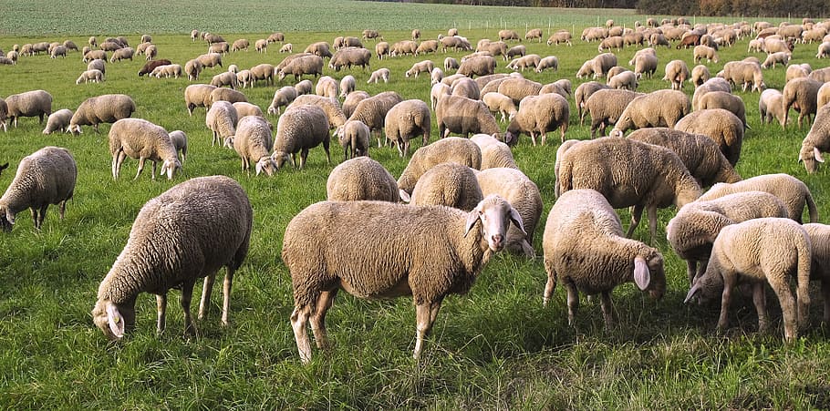 herd, sheep, grass field, daytime, flock, pfrech, flock of sheep, domestic sheep, animals, meadow