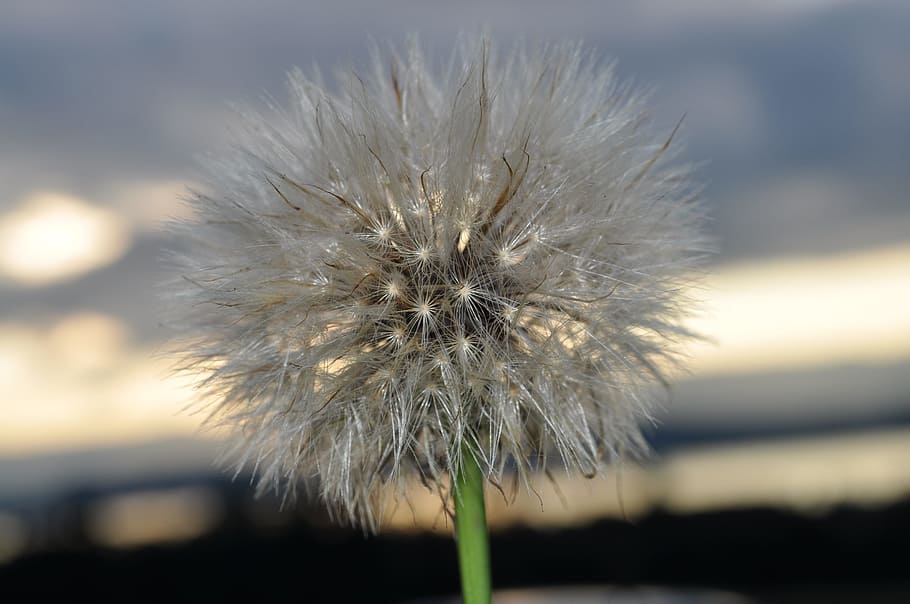 Faded, Seeds, Meadow, seeds was, withered dandelion number, nature, transience, flower, dandelion, fragility