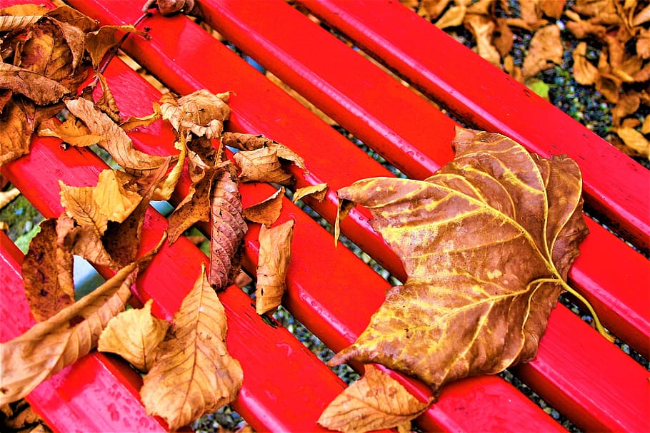 bench, october, foliage, autumn gold, rain, autumn foliage, park, yellow leaves, melancholia, relax