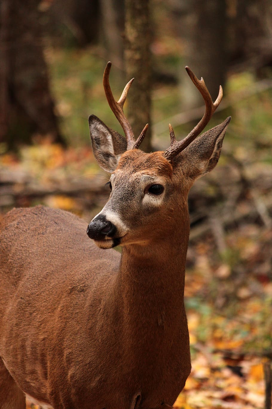 whitetail, deer, mam, wildlife, animal, young, wild, buck, horns, hunting