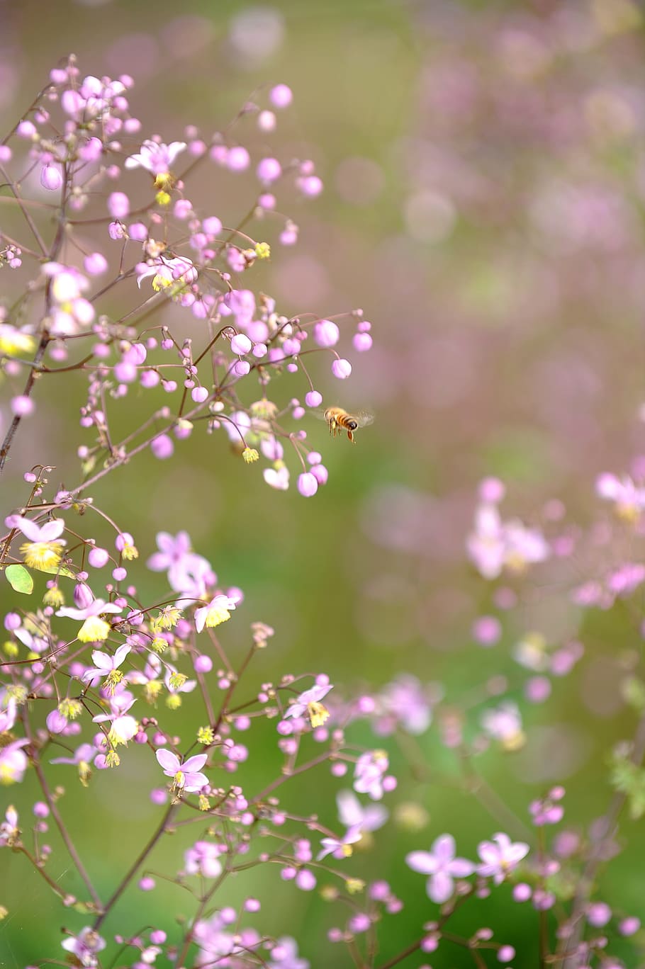 핑크 꽃, 봄, 야생화, 꽃, 기쁨, 기다림, 따뜻함, 단정 한, 희망, 꽃 피는 식물