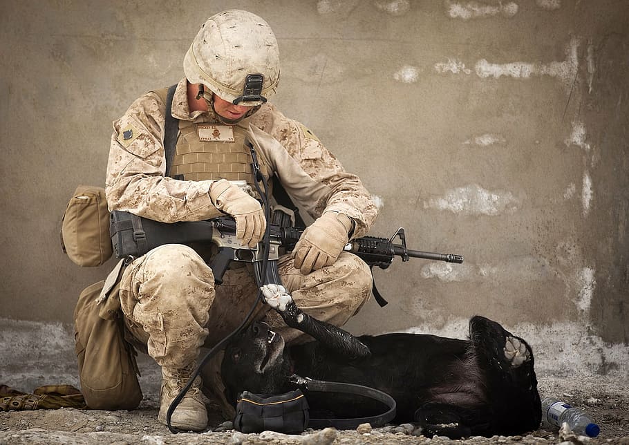 兵士の立地, 犬, 横になっている, 床, 働く犬, 軍事, ハンドラー, 兵士, 遊ぶ, 仲間