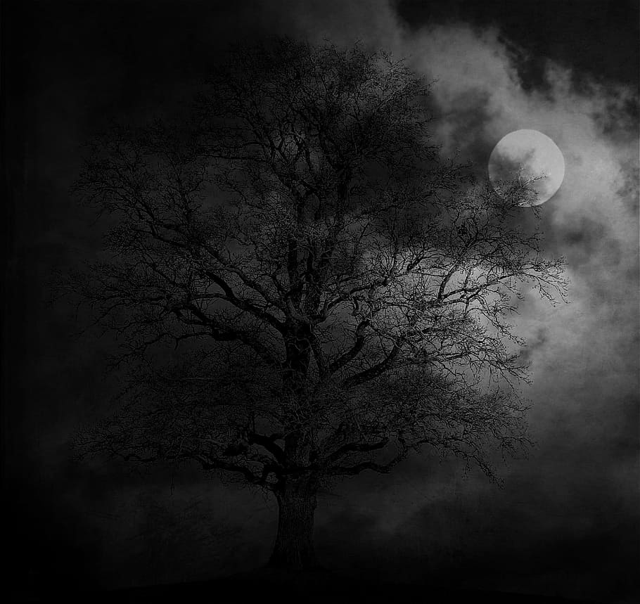 grayscale photo, leafless tree, night, tree, moon, landscape, moonlight, gloomy, dark, mystical