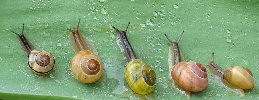 five, snails, leaf, snail, shell, slowly, slimy, bauchfuessler, nature, housing