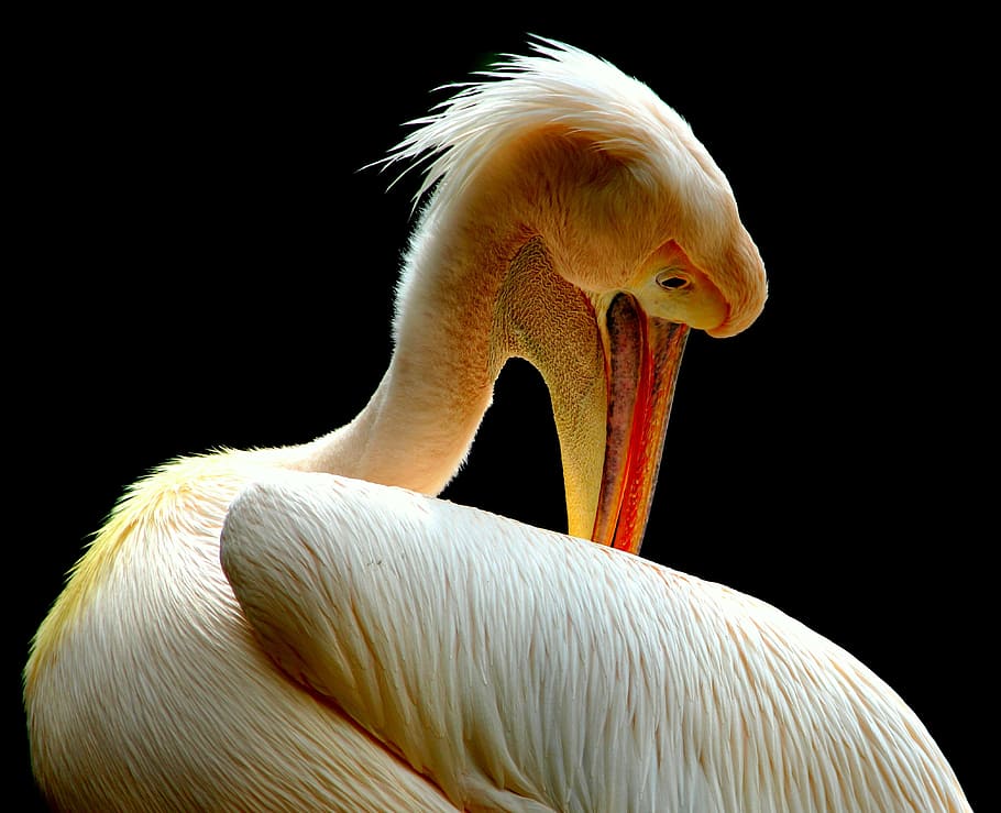 wildlife photography, white, pelican, birds, nature, animal, beak, feathers, one animal, black background