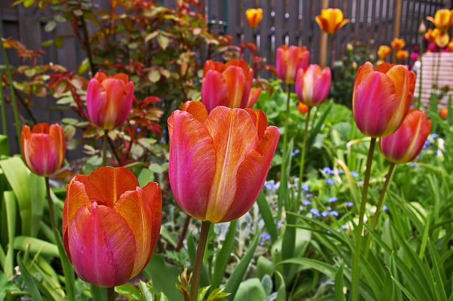 Tulipanes, Jardín, Primavera, Naturaleza, Planta, flor, floración, flora, flameado, flores de primavera